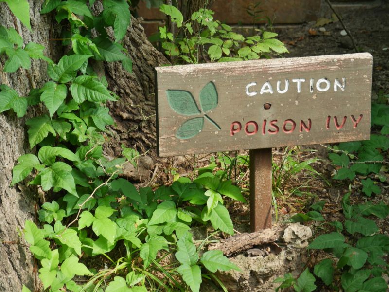 Poison Ivy Removal detail