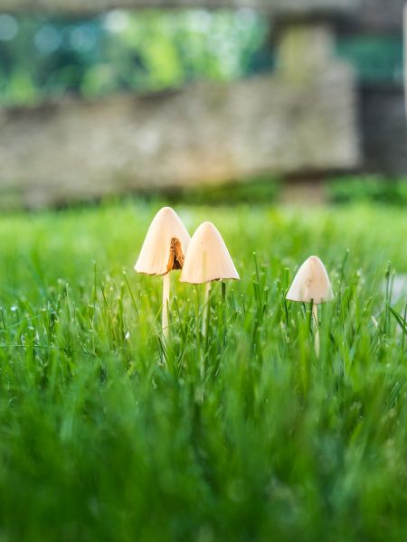 Lawn Mushroom Control