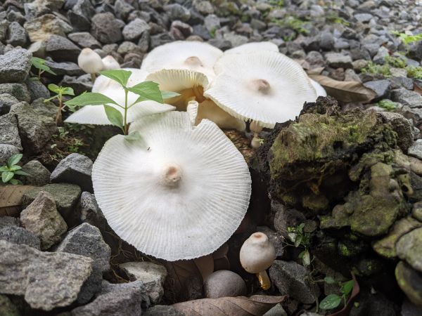 Yard Mushroom Prevention