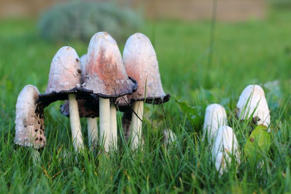 Lawn Mushroom Treatment